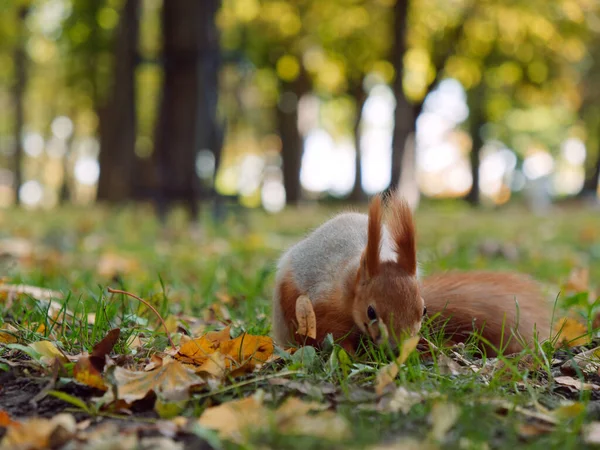 Ardilla del bosque toma comida de su mano en un parque de la ciudad. Gomel, Belarús —  Fotos de Stock