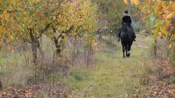 Menina Vestido Preto Com Cavalo Preto Close — Vídeo de Stock