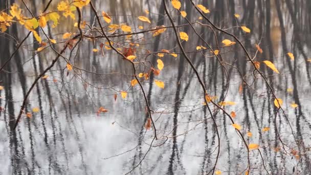 Follaje dorado sobre un fondo de agua en otoño — Vídeo de stock