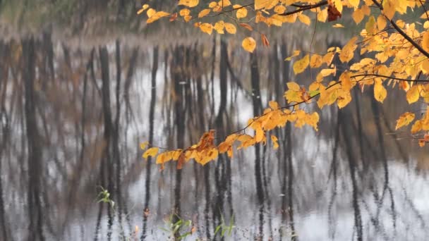 Follaje dorado sobre un fondo de agua en otoño — Vídeos de Stock