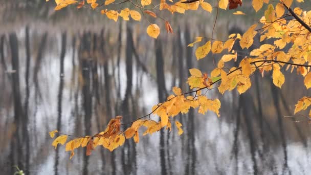 Follaje dorado sobre un fondo de agua en otoño — Vídeos de Stock