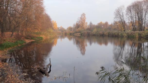 Золотая листва на фоне воды осенью — стоковое видео