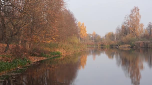 Gyllene lövverk på en bakgrund av vatten på hösten — Stockvideo