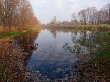 Sonbaharda suyun arka planında altın yapraklar