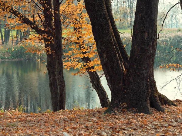 Feuillage doré sur fond d'eau en automne — Photo
