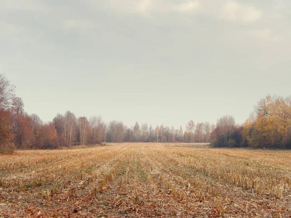 Otoño dorado en un campo rural agronomía — Foto de Stock