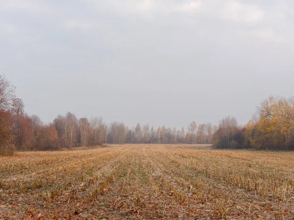 Outono dourado em uma agronomia de campo rural — Fotografia de Stock