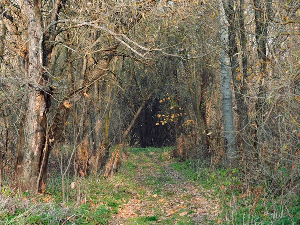 Caminho de outono dourado em uma floresta profunda — Fotografia de Stock