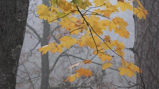 Жовте Листя Вітрі Восени — стокове відео