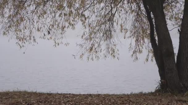 秋天风中的黄叶 — 图库视频影像
