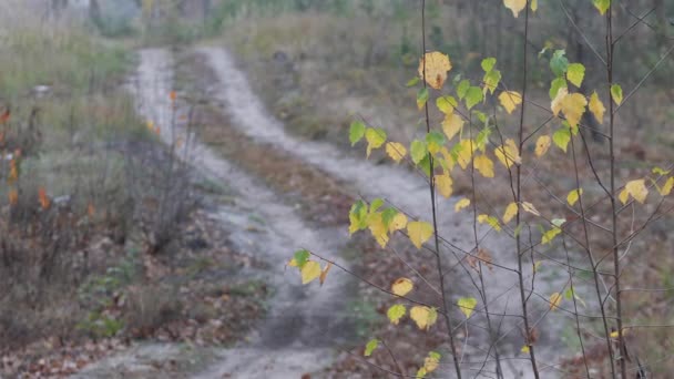 Fogliame Giallo Nel Vento Autunno — Video Stock