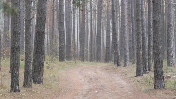 Une Forêt Pins Troncs Arbres Minces Dans Forêt Automne — Video