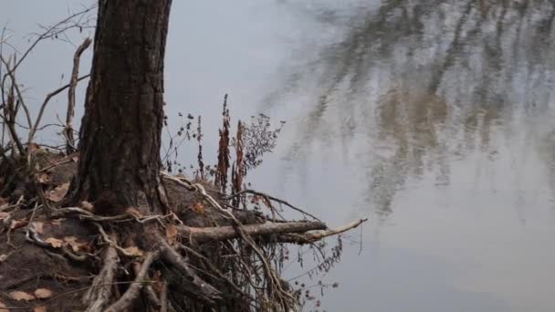 Bos Rivier Herfst Tijd Rust Sereniteit — Stockvideo