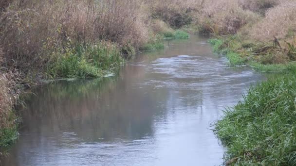 Forest River Autumn Time Calm Serenity — Stock Video