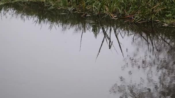 Río Del Bosque Otoño Calma Serenidad — Vídeos de Stock