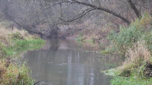 rivière de la forêt en automne. calme et sérénité 
