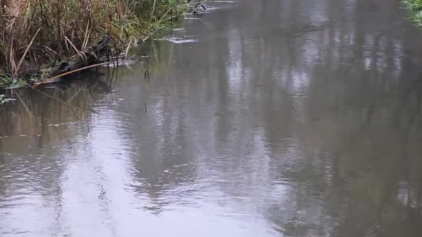 Sonbahar Zamanı Orman Nehri Sakin Huzurlu — Stok video