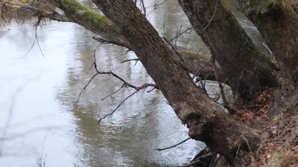 Bos Rivier Herfst Tijd Rust Sereniteit — Stockvideo