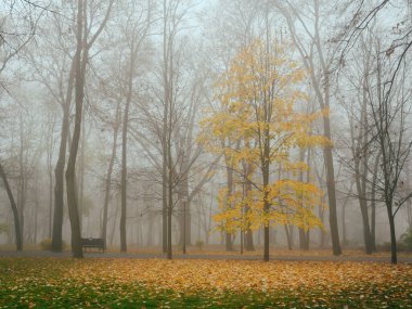 Sonbaharda sisli bir parkta, sıcacık bir sokak. Gomel, Belarus