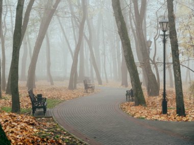 Sonbaharda sisli bir parkta rahat banklar. Gomel, Belarus