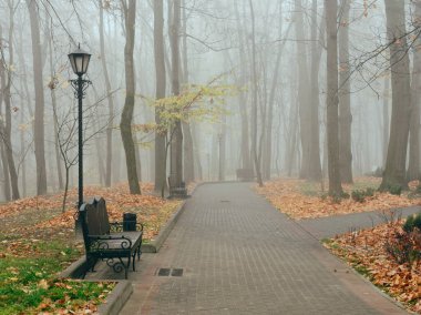 Sonbaharda sisli bir parkta rahat banklar. Gomel, Belarus