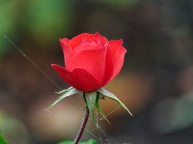 Sonbaharda çiğ taneli güzel bir gül.