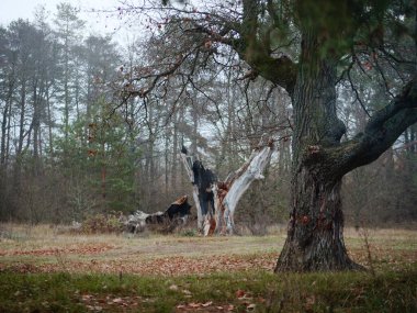 Sonbaharda ormandaki yaşlı meşe ağacı.