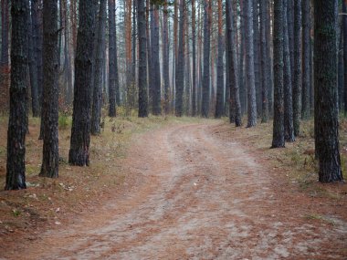 Çam ormanı. Sonbahar ormanında ince ağaç gövdeleri