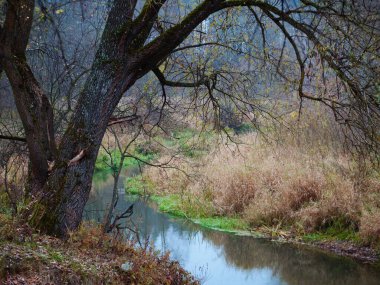 Sonbahar zamanı orman nehri. Sakin ve huzurlu.