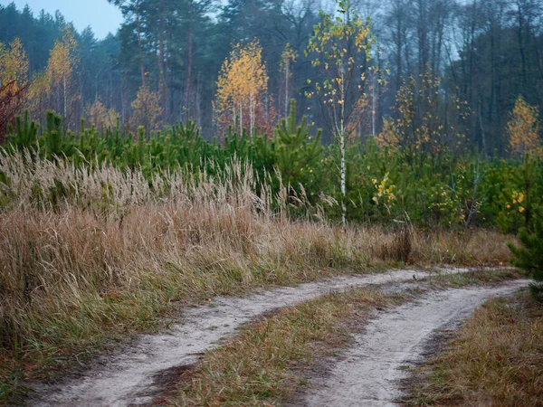 Лісова крива заміської дороги хмарна золота осінь — стокове фото