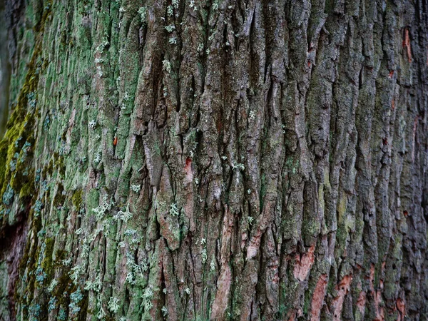 Kůra starý dub v mechu na podzim — Stock fotografie