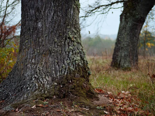 가을에 개간하는 숲 속의 오래 된 참나무 — 스톡 사진