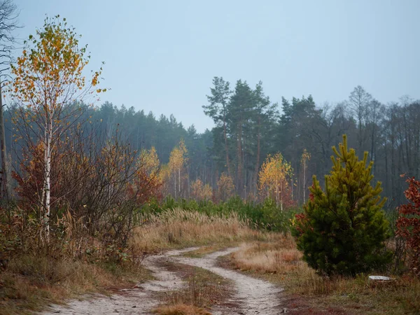 Forest country road curve cloudy golden autumn — Stock Photo, Image