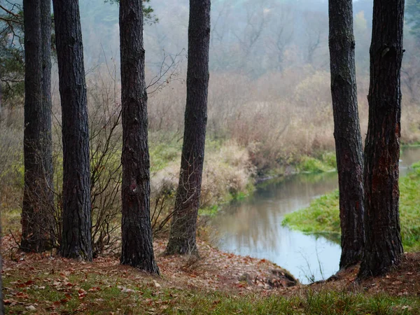 Borovicový les. štíhlé kmeny stromů v podzimním lese — Stock fotografie