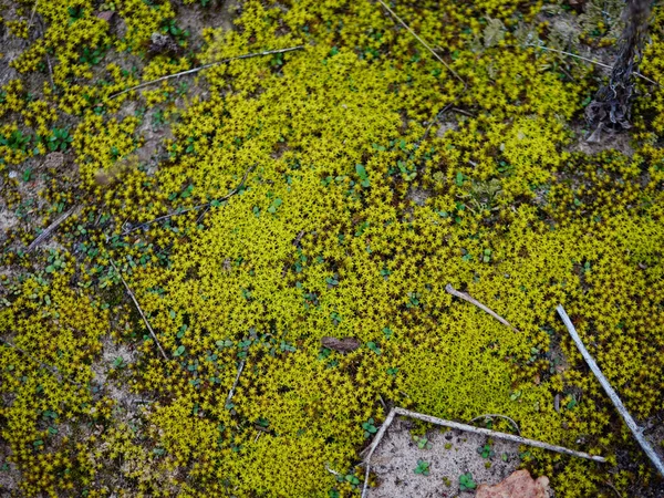 Musgo baixo verde na areia no outono . — Fotografia de Stock