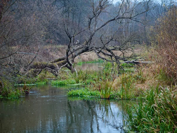 Лісова річка в осінній час. спокій і безтурботність — стокове фото