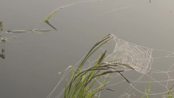 Павутинна Павутина Краплями Роси Туманний Ранок — стокове відео