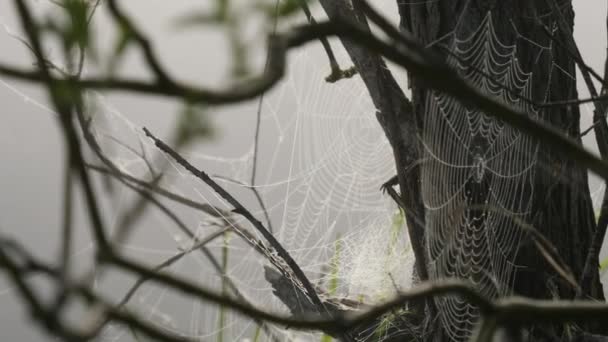 Spider Web Dew Drops Foggy Morning — Stock Video