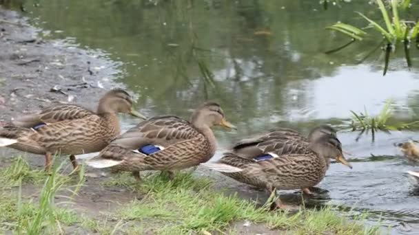 Wilde Grijze Eend Wilde Eend Het Wild Een Vijver — Stockvideo