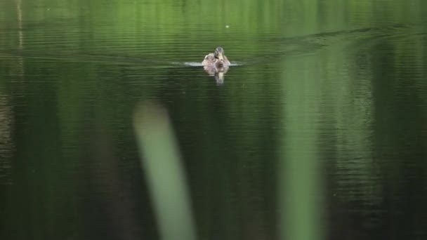 Άγρια Γκρίζα Πάπια Mallard Στην Άγρια Φύση Μια Λίμνη — Αρχείο Βίντεο