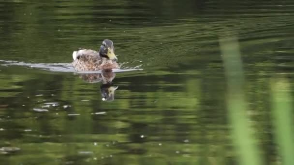 Wild Gray Duck Mallard Wild Pond — Stock Video