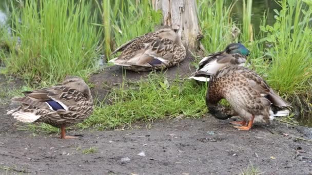 Pato Cinzento Selvagem Mallard Selvagem Uma Lagoa — Vídeo de Stock