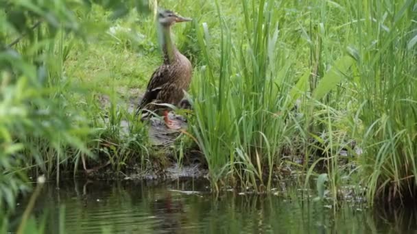 池の上の野生の灰色のアヒルのマガモ — ストック動画