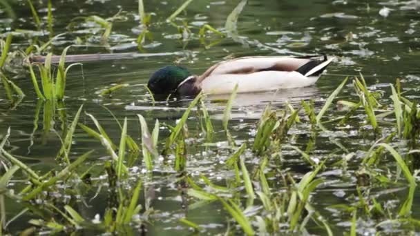 池の上の野生の灰色のアヒルのマガモ — ストック動画