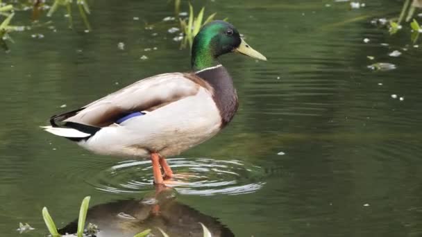 Pato Cinzento Selvagem Mallard Selvagem Uma Lagoa — Vídeo de Stock