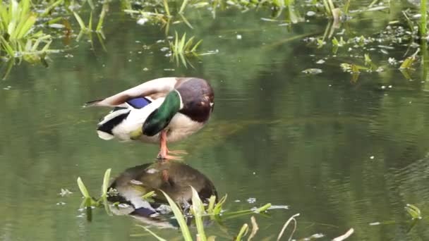 池の上の野生の灰色のアヒルのマガモ — ストック動画