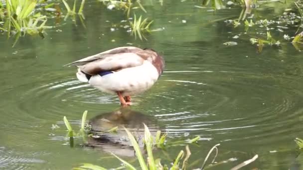 池の上の野生の灰色のアヒルのマガモ — ストック動画