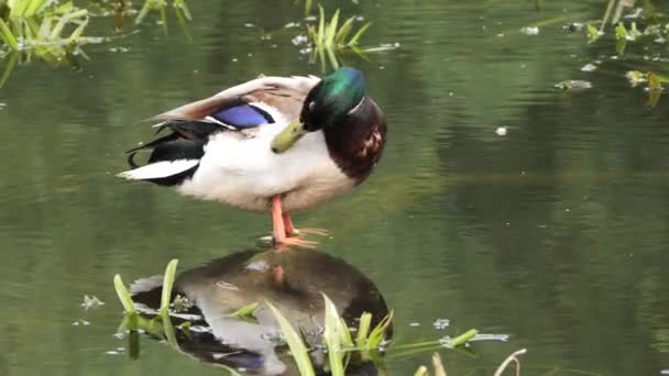 Pato Cinzento Selvagem Mallard Selvagem Uma Lagoa — Vídeo de Stock