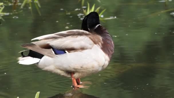 Ánade Real Pato Gris Salvaje Naturaleza Estanque — Vídeo de stock