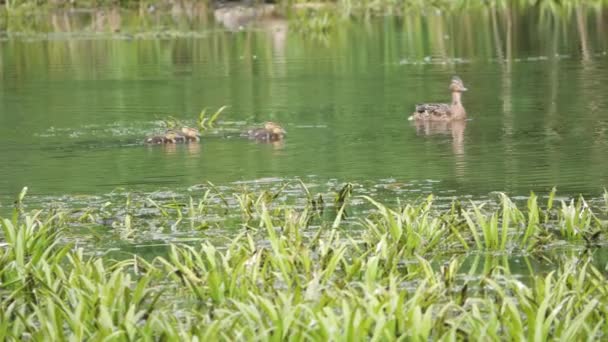 Άγρια Γκρίζα Πάπια Mallard Στην Άγρια Φύση Μια Λίμνη — Αρχείο Βίντεο